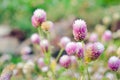 Globe Amaranth Flower with selective focus and blurred background