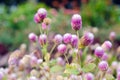 Globe Amaranth Flower with selective focus and blurred backgroun