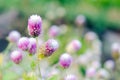 Globe Amaranth Flower with selective focus and blurred background