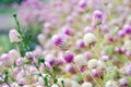 Globe Amaranth Flower with selective focus and blurred background