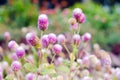 Globe Amaranth Flower with selective focus and blurred background