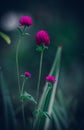 Globe amaranth flowers close up a photograph taken early in the morning in the garden Royalty Free Stock Photo