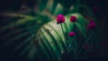 Globe amaranth flowers close up a photograph taken early in the morning in the garden Royalty Free Stock Photo