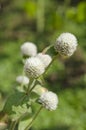 Globe amaranth