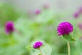 Globe amaranth or Gomphrena globosa flower Royalty Free Stock Photo