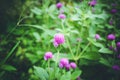 Globe amaranth or Gomphrena globosa flower Royalty Free Stock Photo