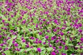 Globe amaranth or Gomphrena globosa flower in the park, Amaranth flowers background Royalty Free Stock Photo