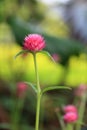 Globe amaranth or Gomphrena globosa flowers.