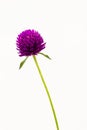 Globe amaranth or Gomphrena globosa.