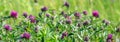 Globe amaranth - Gomphrena globosa - red clover - Trifolium pratense - Trifolium Faboideae Fabaceae - selective focus spring