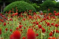 Globe amaranth, Gomphrena haageana 'Strawberry Fields