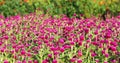 Globe amaranth on the hill side