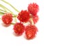 Globe amaranth isolated on a white background