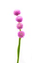 Globe amaranth