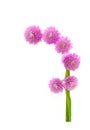 Globe amaranth