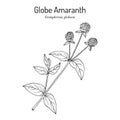 Globe amaranth, or makhmali Gomphrena globosa , edible and medicinal plant