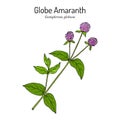 Globe amaranth, or makhmali Gomphrena globosa , edible and medicinal plant