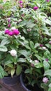 Globe Amaranth plant beautiful pink flowering in pot in a nursery garden