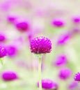 Globe Amaranth Royalty Free Stock Photo