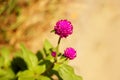 Globe amaranth purple beautiful background blur nature. Royalty Free Stock Photo