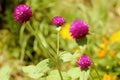 Globe amaranth purple beautiful background blur nature. Royalty Free Stock Photo