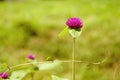 Globe amaranth purple beautiful background blur nature. Royalty Free Stock Photo