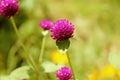 Globe amaranth purple beautiful background blur nature. Royalty Free Stock Photo