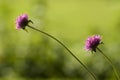 Globe amaranth