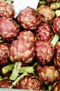 Globe artichoke