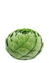 Globe Artichoke