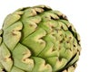 Globe Artichoke