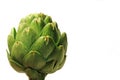 Globe Artichoke