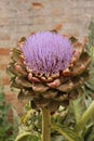 Globe Artichoke in flower at Oxburgh Hall Royalty Free Stock Photo