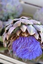 Globe Artichoke Bloom