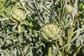 Globe artichoke buds and leaves Royalty Free Stock Photo