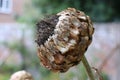 Globe artichoke or Cardoon, Cynara cardunculus, dried seed head in winter Royalty Free Stock Photo