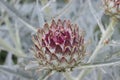 The globe artichoke, cardoon Cynara cardunculus var. scolymus is a variety of a species of thistle cultivated as a food Royalty Free Stock Photo