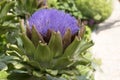 Globe artichoke, Cynara cardunculus in bloom