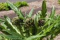 Globe artichoke plant with buds in garden Royalty Free Stock Photo