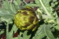 Bud of a globe artichoke plant in garden Royalty Free Stock Photo
