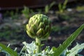 Globe artichoke plant (cynara cardunculus var. scolymus) in garden Royalty Free Stock Photo