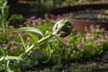 Globe artichoke (cynara cardunculus var. scolymus) plant with buds in garden with blurred background