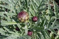 Globe artichoke or Cynara cardunculus var. scolymus plant with buds Royalty Free Stock Photo