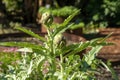 Globe artichoke (cynara cardunculus var. scolymus) plant with buds in sunny garden