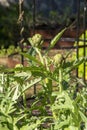 Globe artichoke (cynara cardunculus var. scolymus) plant with buds in sunny garden Royalty Free Stock Photo