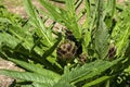 Globe artichoke (cynara cardunculus var. scolymus) plant with buds in sunshine