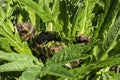 Globe artichoke (cynara cardunculus var. scolymus) plant with buds in sunshine Royalty Free Stock Photo