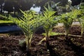 The globe artichoke Cynara cardunculus var. scolymus Royalty Free Stock Photo