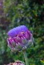 Globe Artichoke flower Cynara Scolymus Vertical Royalty Free Stock Photo