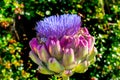 Globe Artichoke flower Cynara Scolymus Horizontal Royalty Free Stock Photo